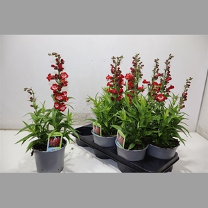 Penst Tub Bells Red