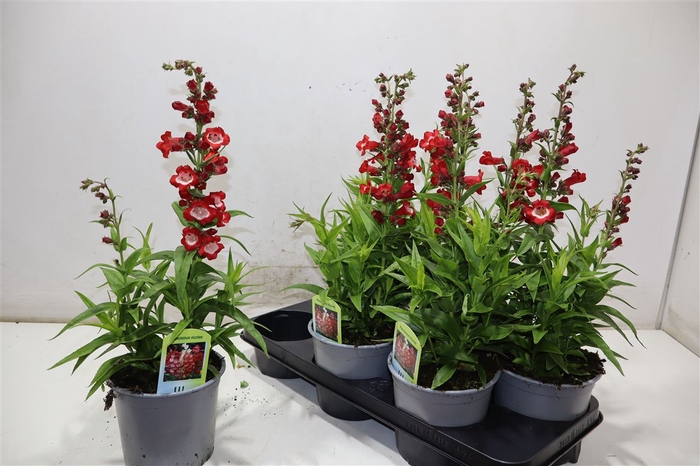 <h4>Penst Tub Bells Red</h4>
