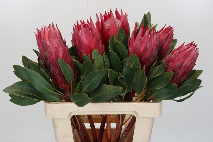 <h4>Protea Cynaroides Madiba</h4>