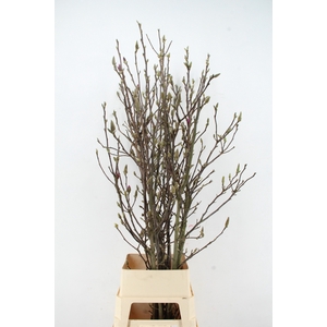 MAGNOLIA SUSAN PER STEM 160CM