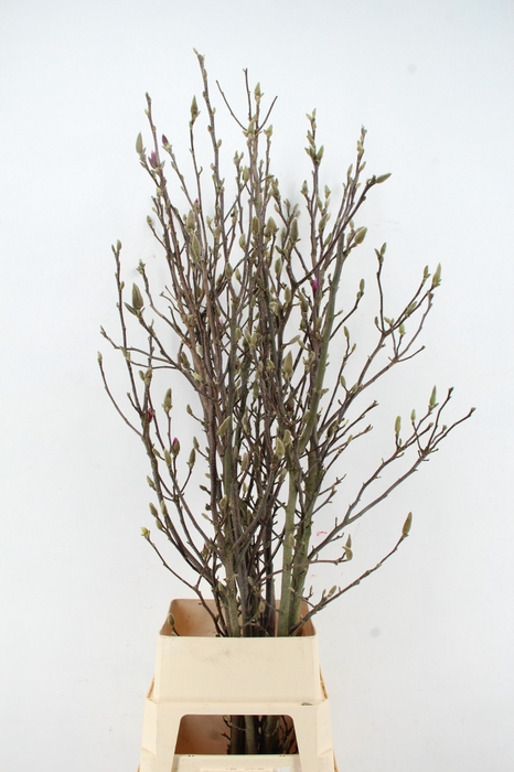 <h4>MAGNOLIA SUSAN PER STEM 160CM</h4>