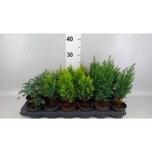 Conifers   ...mix