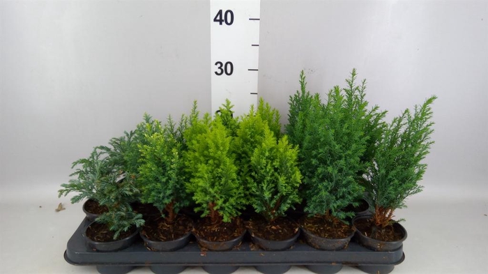 <h4>Conifers   ...mix</h4>