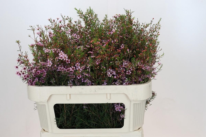 <h4>Chamelaucium Early Nir</h4>