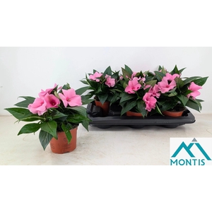 IMPAT CP DEEP PINK