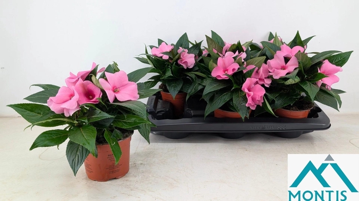 <h4>IMPAT CP DEEP PINK</h4>