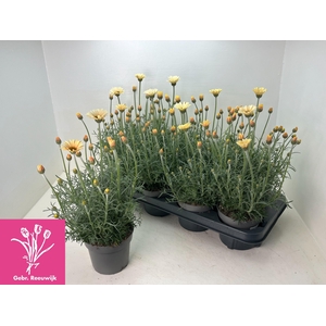 RHODAN H ZAGORA YELL