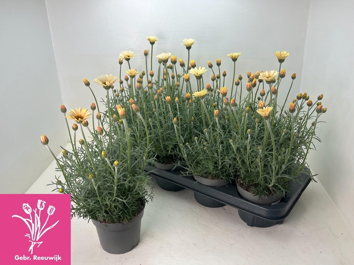 <h4>RHODAN H ZAGORA YELL</h4>