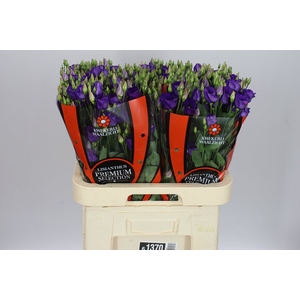 Eust E Piccolo Violet Ex
