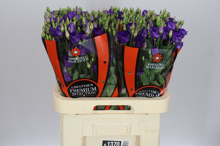 <h4>Eust E Piccolo Violet Ex</h4>