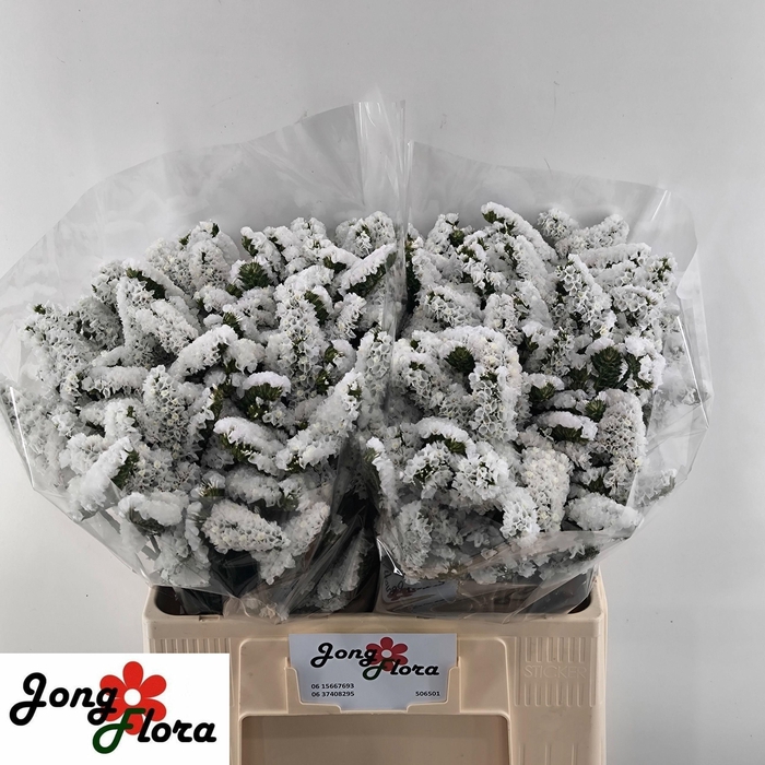 <h4>Lim S Harmony Wings</h4>
