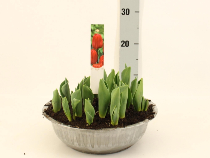 <h4>TUL DU RED PRINCESS</h4>