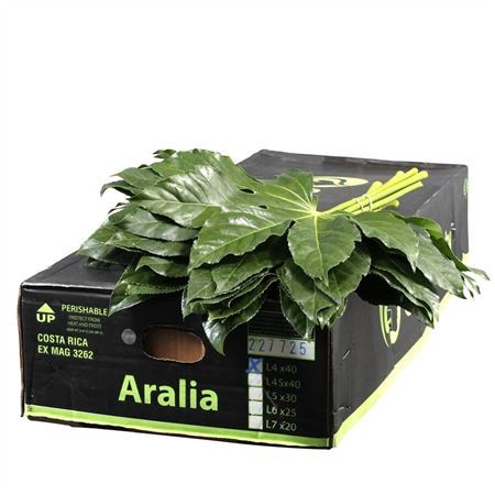 Dec Aralia Gr. Beauty 40 Cm