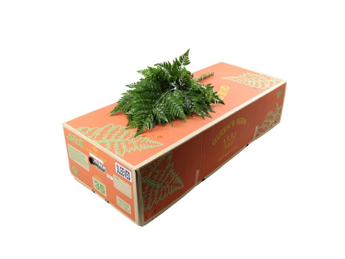 <h4>Lederv. Large Queens</h4>