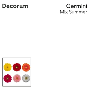 Germini Mix Summer Diamond