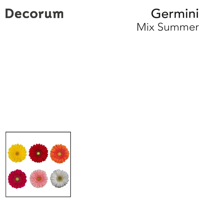 <h4>Germini Mix Summer Diamond</h4>