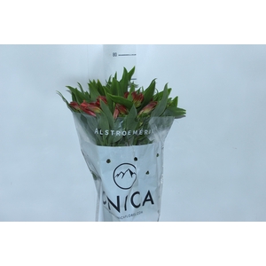 ALSTROEMERIA CINNAMON 080 CM