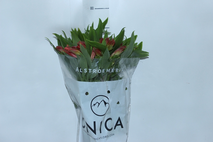 <h4>ALSTROEMERIA CINNAMON 080 CM</h4>