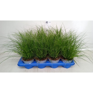 Carex brunnea