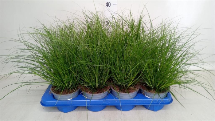 <h4>Carex brunnea</h4>