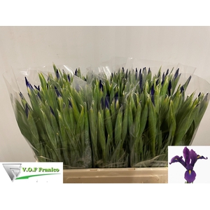 IRIS HONG KONG