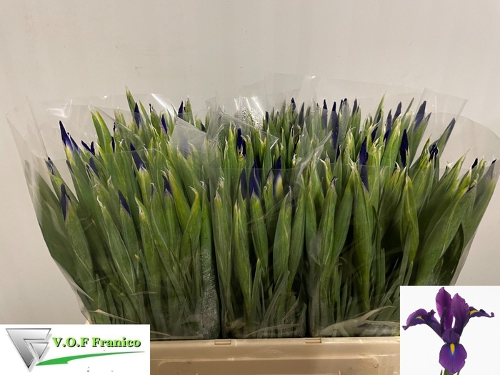 <h4>IRIS HONG KONG</h4>