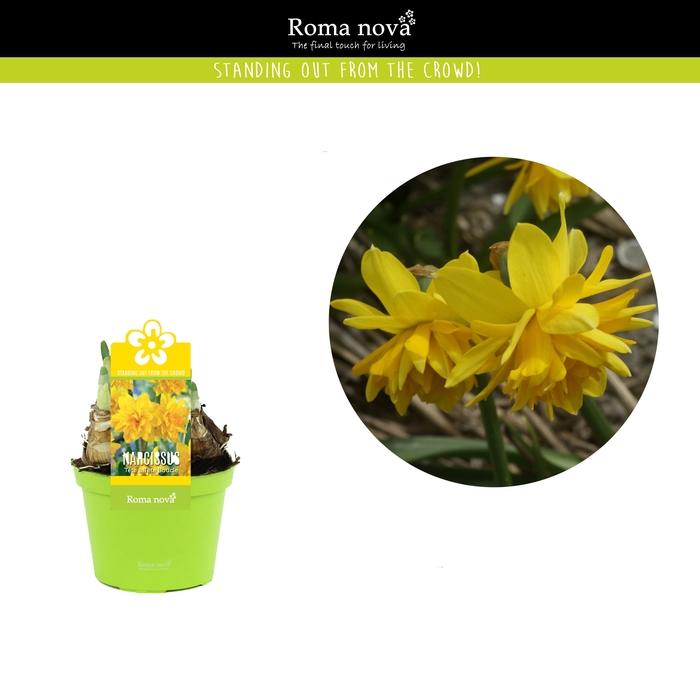 <h4>Narcis Rom Tete Boucle</h4>