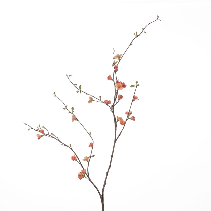 AF Chaenomeles L142cm Coral