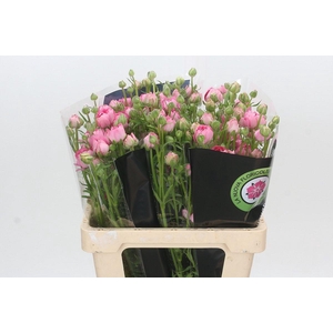 Ranunculus Natura Moderna Dolce