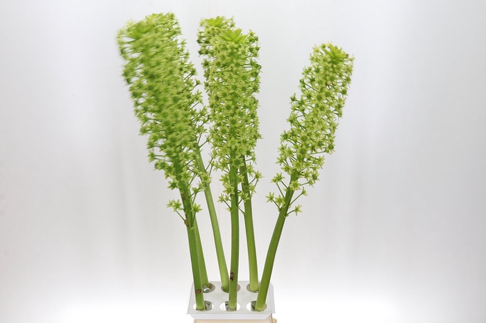 <h4>Eucomis P-e Goliath Xxl 120</h4>