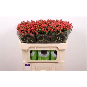 Hyp Tomato Flair Red