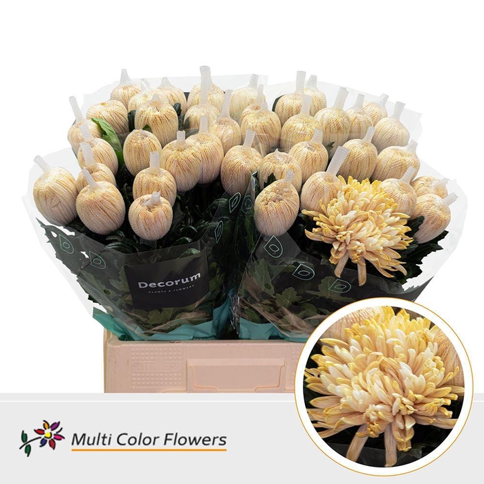 <h4>Chrysanthemum PL 'Antonov'  .col H%</h4>