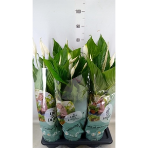 Spathiphyllum  'Bingo Cupido'