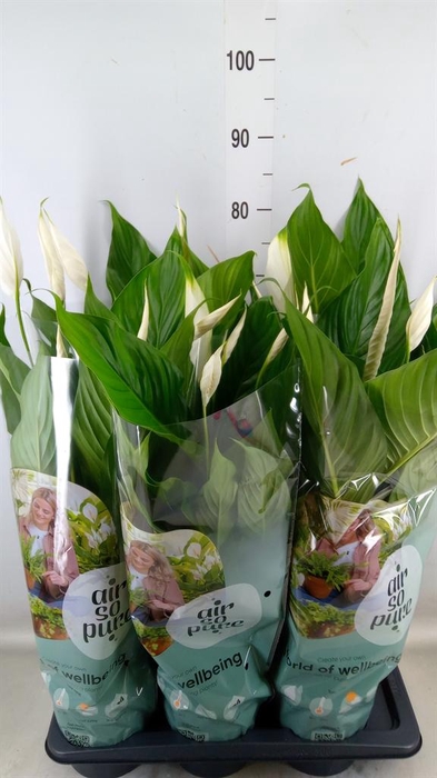 <h4>Spathiphyllum 'Bingo Cupido'</h4>