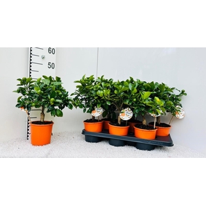 Citrus Calamondin half-stem (XL)