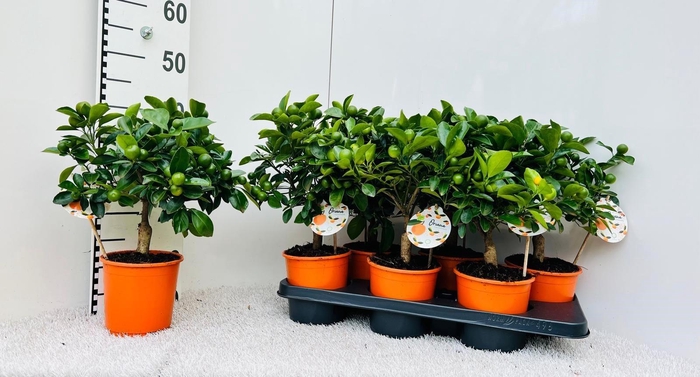 <h4>Citrus Calamondin half-stem (XL)</h4>