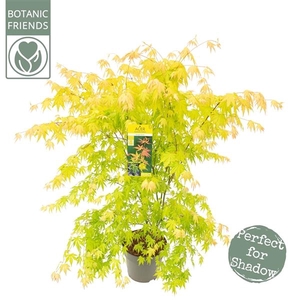 Acer palm. 'Orange Dream'