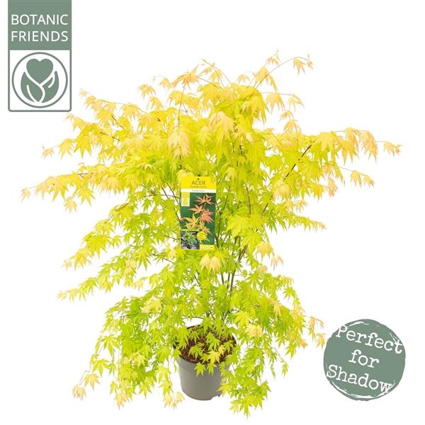 <h4>Acer palm. 'Orange Dream'</h4>