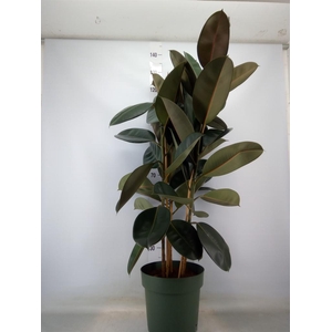Ficus elastica 'Abidjan'
