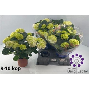 Hydr M Sax Bri White