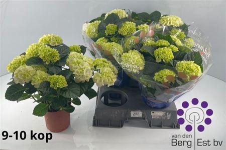 <h4>Hydr M Sax Bri White</h4>