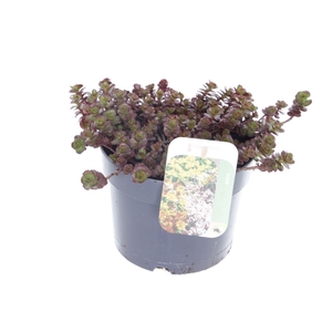 Sedum spurium Purple winter