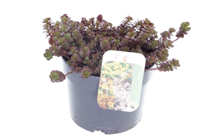 <h4>Sedum spurium Purple winter</h4>