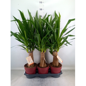 Yucca elephantipes   ...