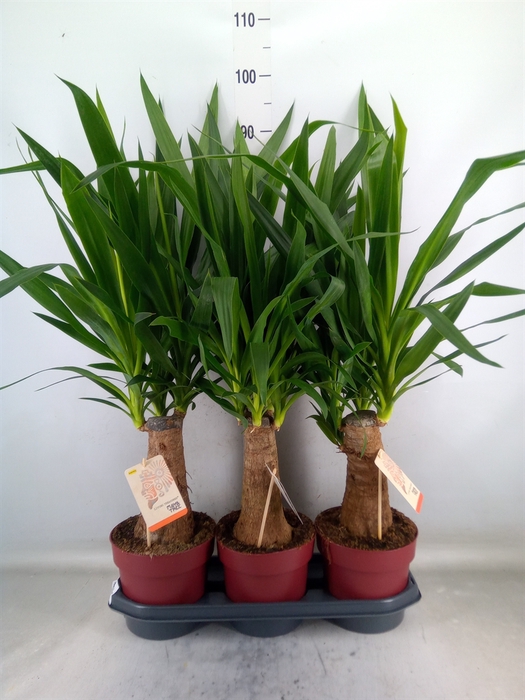 <h4>Yucca elephantipes   ...</h4>