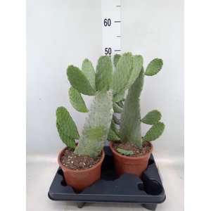 Opuntia