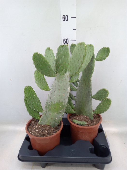 <h4>Opuntia</h4>