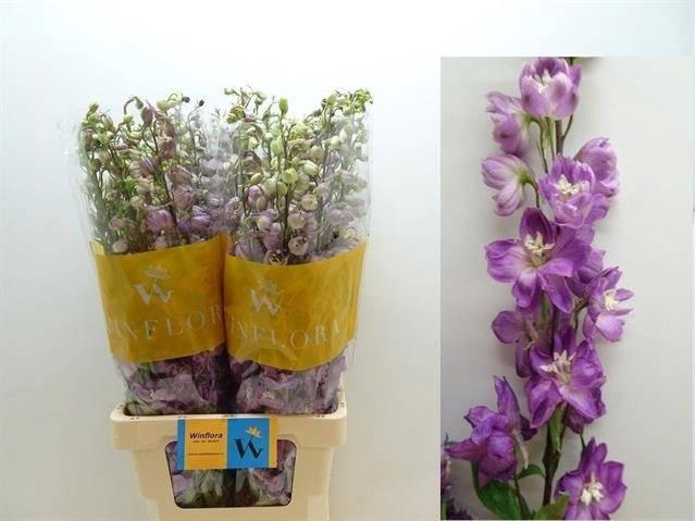 <h4>DELPH DU OV</h4>