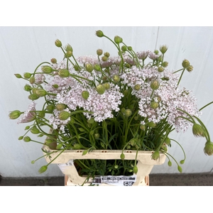 SNIJBLOEMEN OV