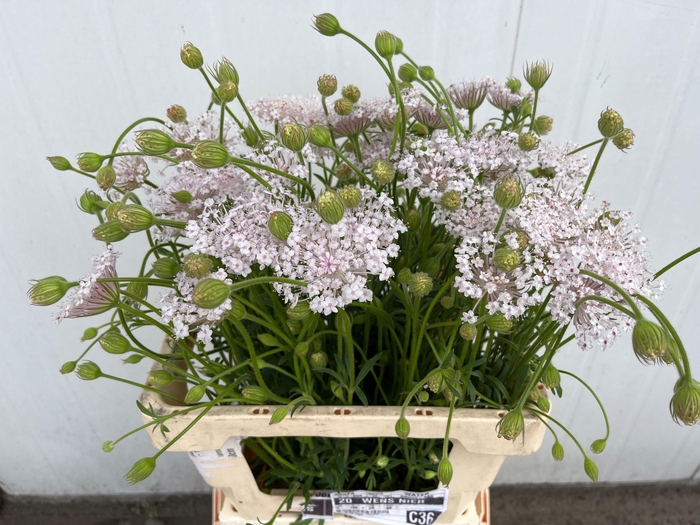 <h4>SNIJBLOEMEN OV</h4>